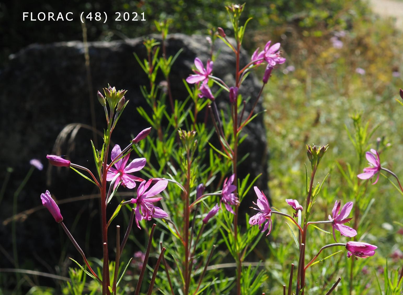 Willow-herb, [Rosemary-leaved]